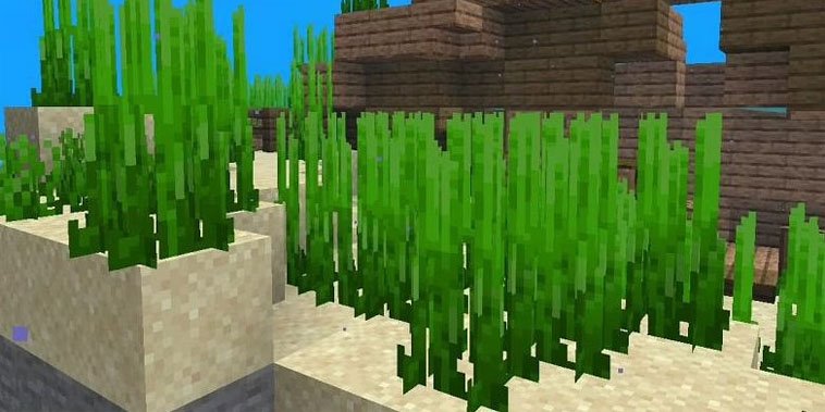 How to get Seagrass in Minecraft?